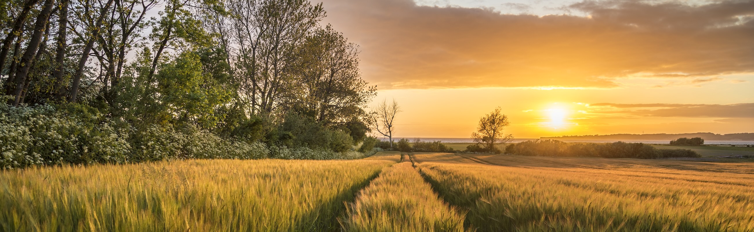 Solnedgang over mark - Andreas Mørck Nielsen.jpg